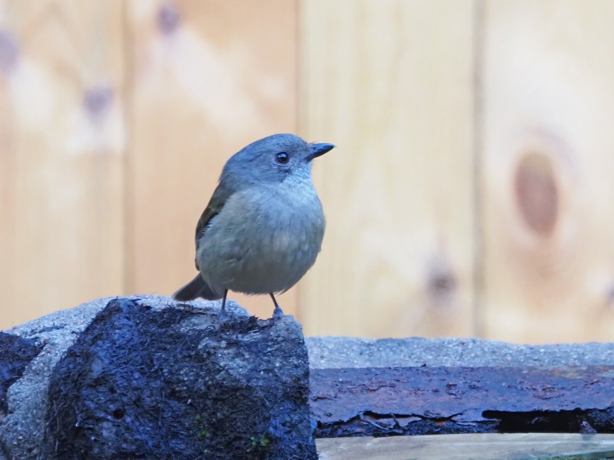 Golden Whistler (Eastern) - ML647130792