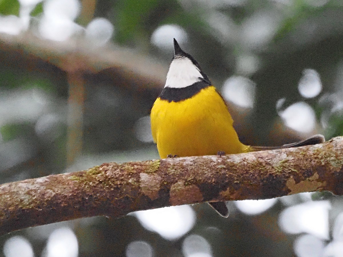 Golden Whistler (Eastern) - ML647130793