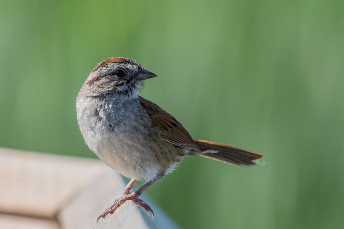 Sumpfammer - ML647130800