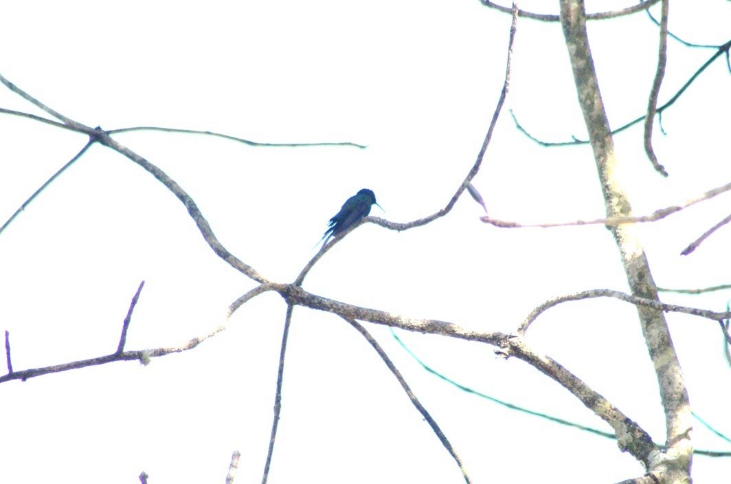 Swallow-tailed Hummingbird - ML647130805