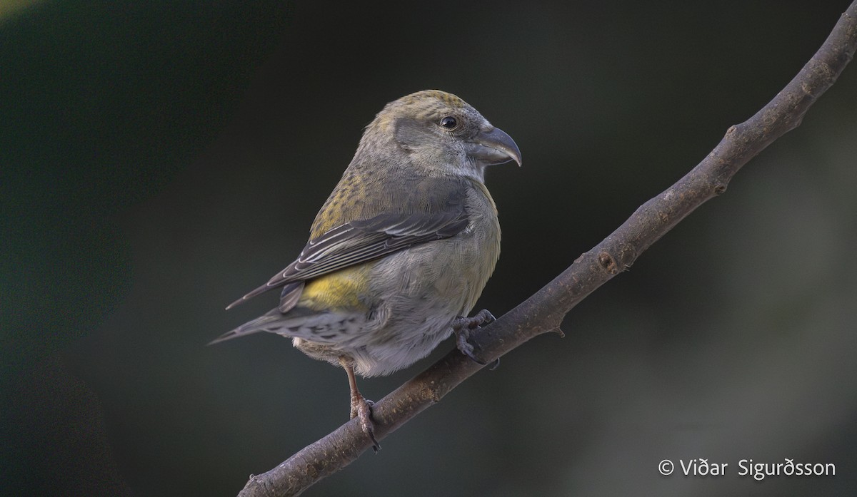 イスカ - ML647130806