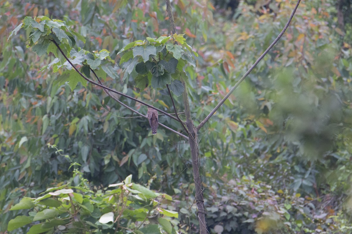 Indian Cuckoo - ML647130817