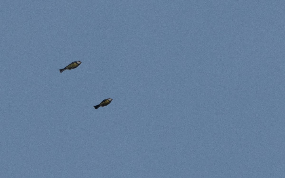 Eurasian Blue Tit - ML647130819