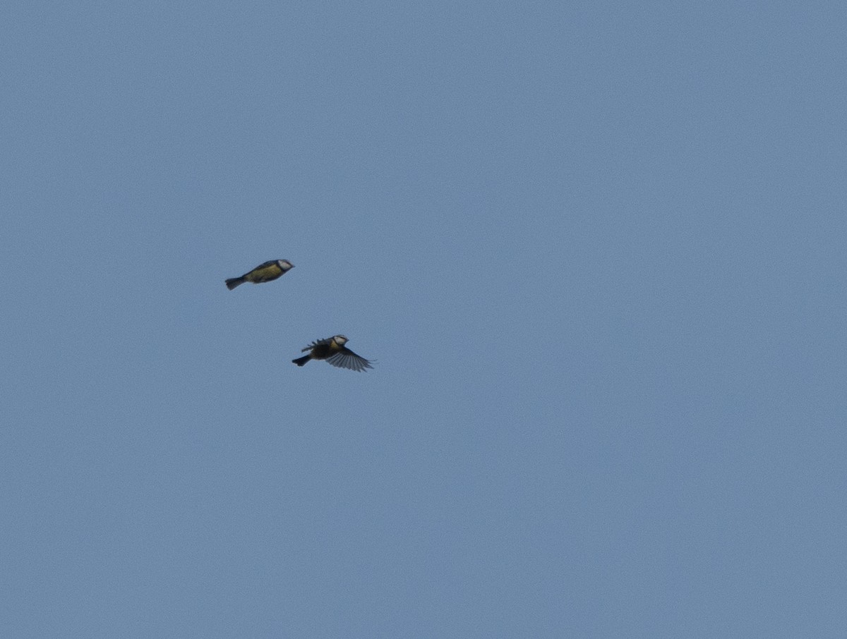 Eurasian Blue Tit - ML647130820