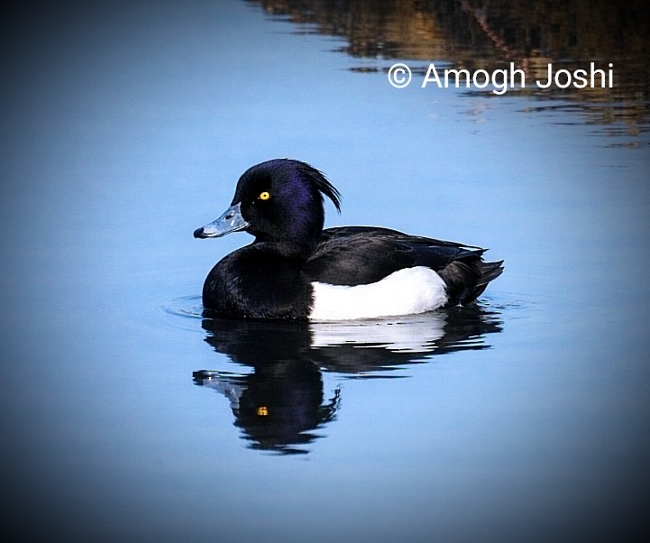 Tufted Duck - ML647130821