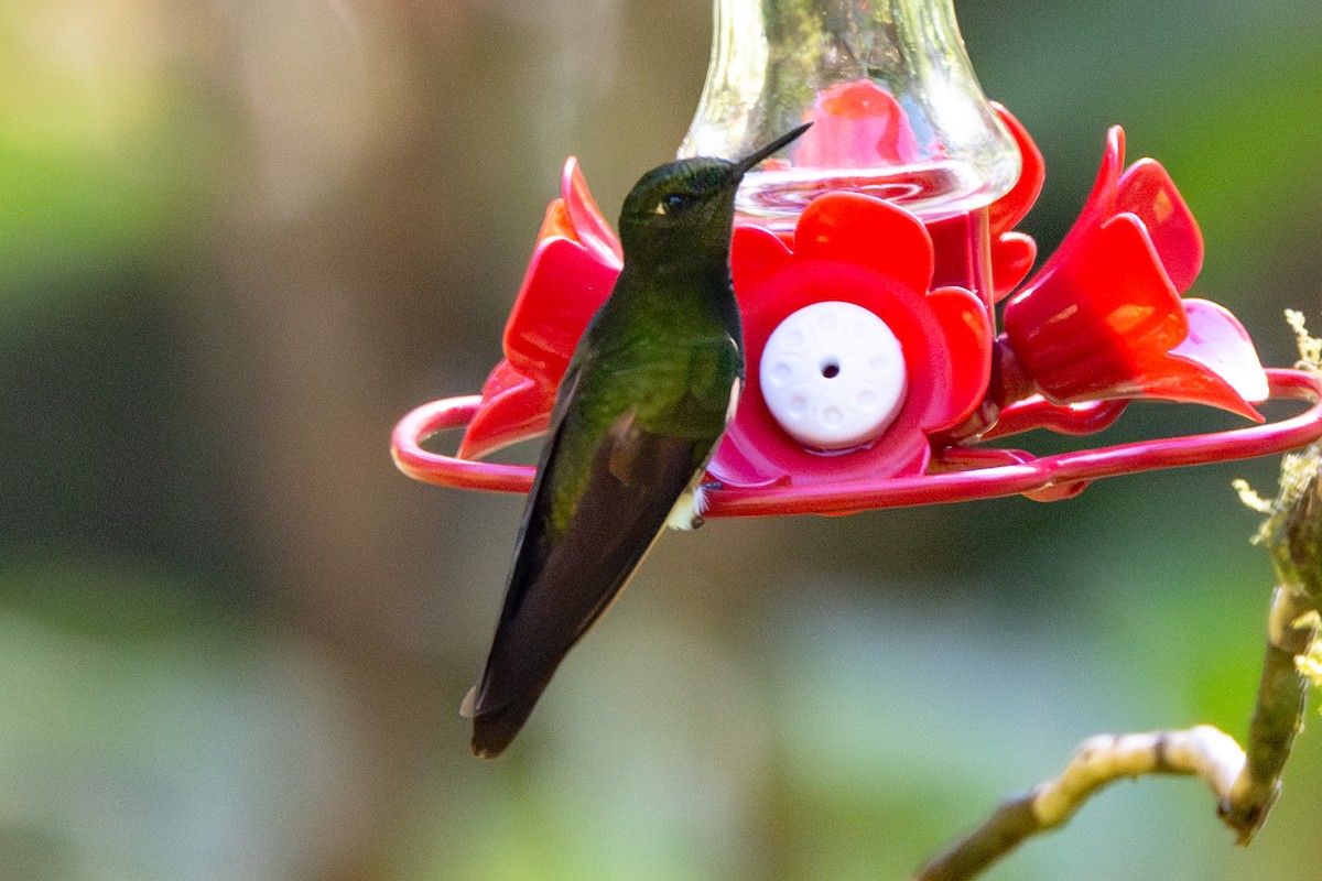 Colibri flavescent - ML647130823