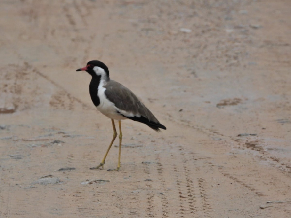 Red-wattled Lapwing - ML647130827