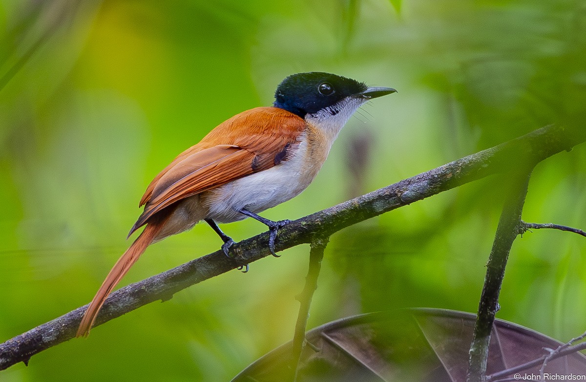 Shining Flycatcher - ML647130850
