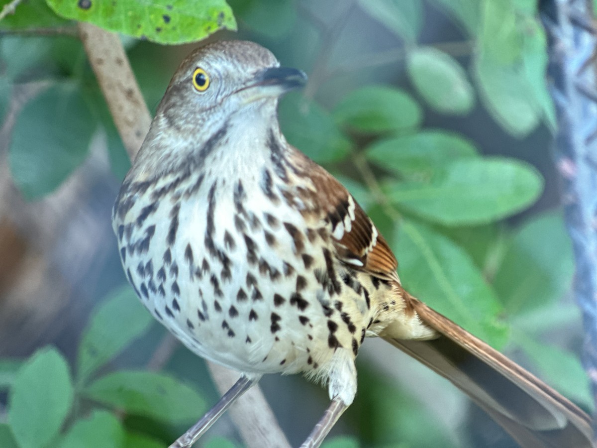 Cuitlacoche Rojizo - ML647130857