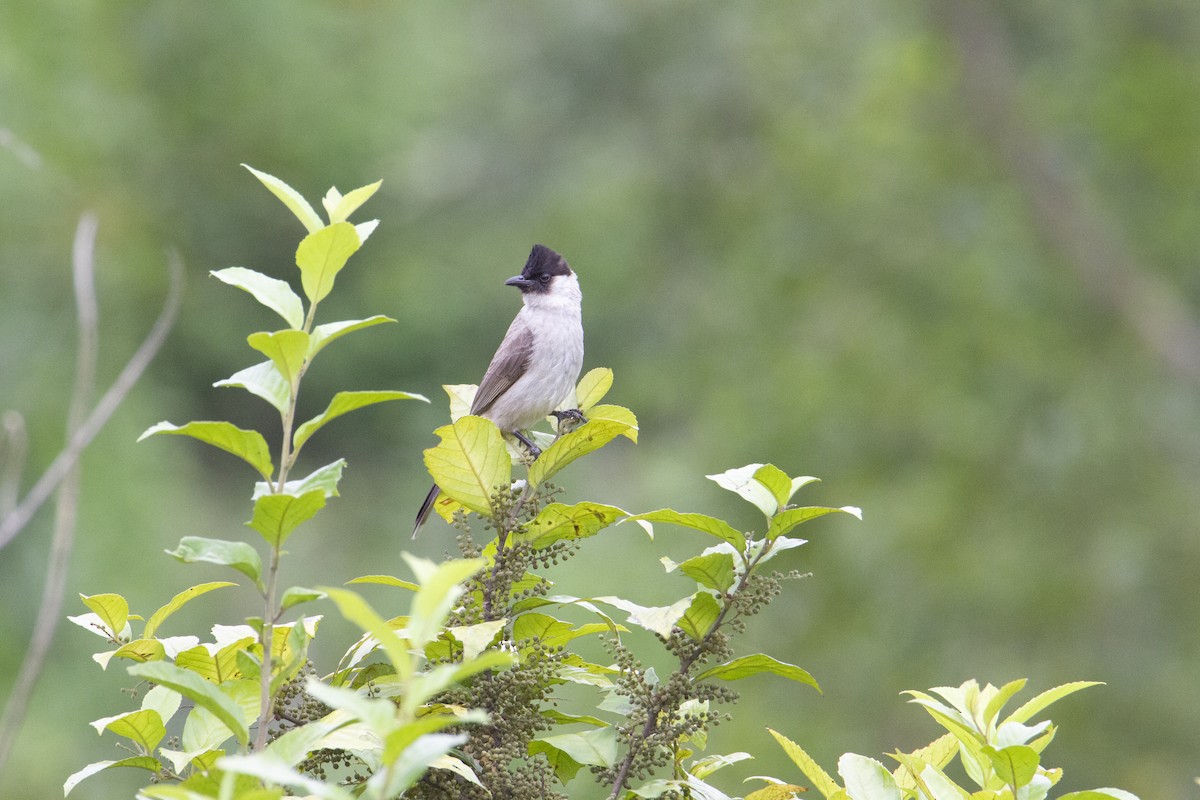Bulbul Ventridorado - ML647130869