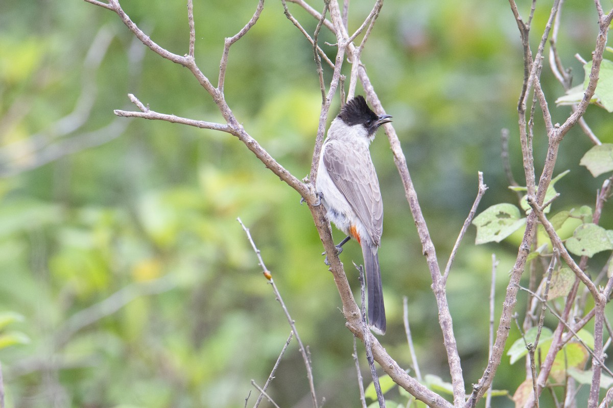 Bulbul Ventridorado - ML647130870