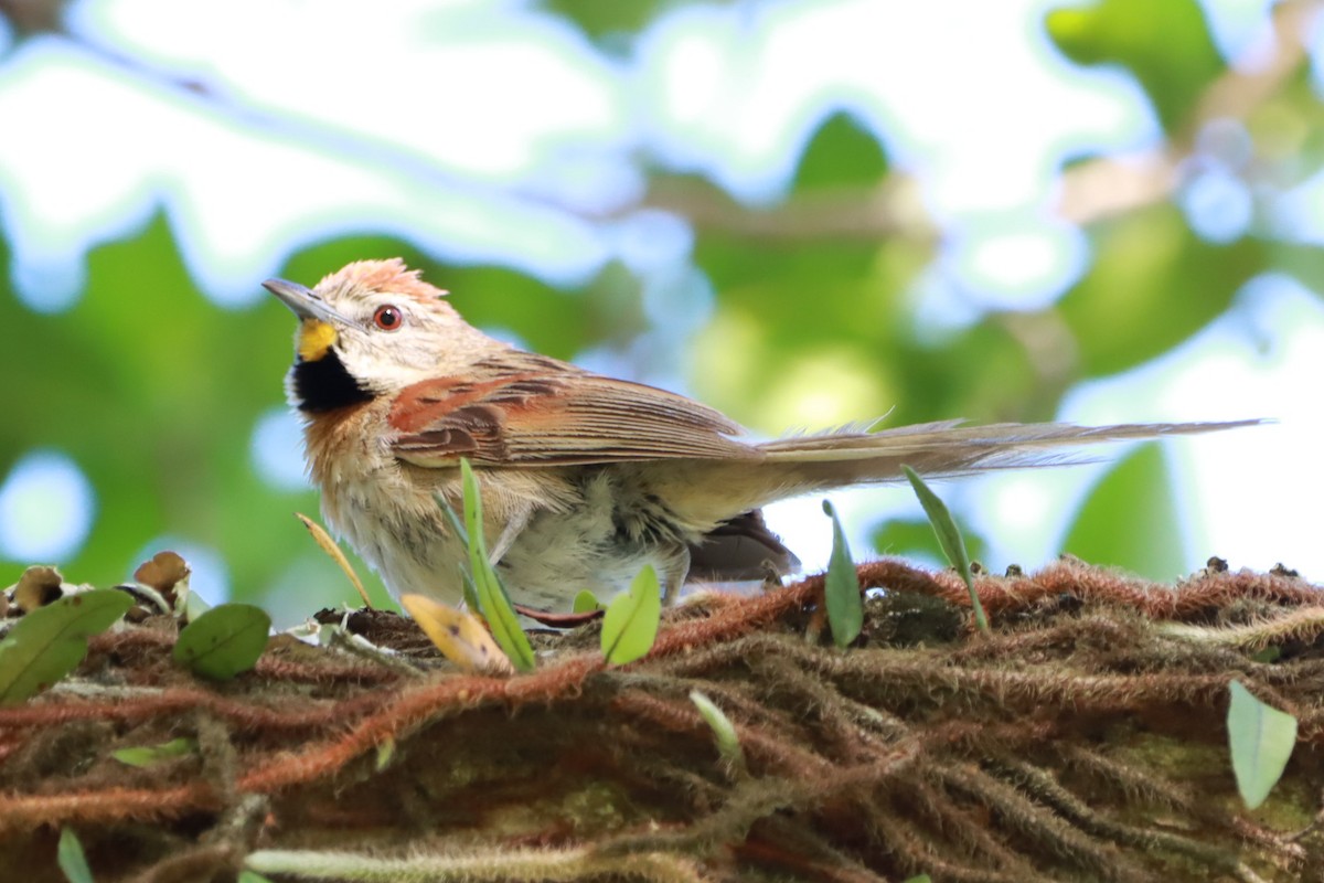 Chotoy Spinetail - ML647130871