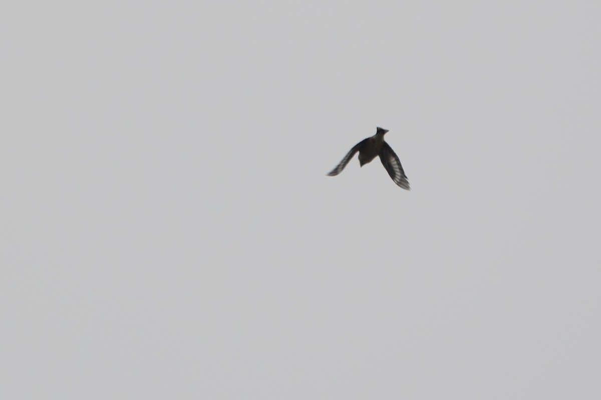 Hawfinch - ML647130875