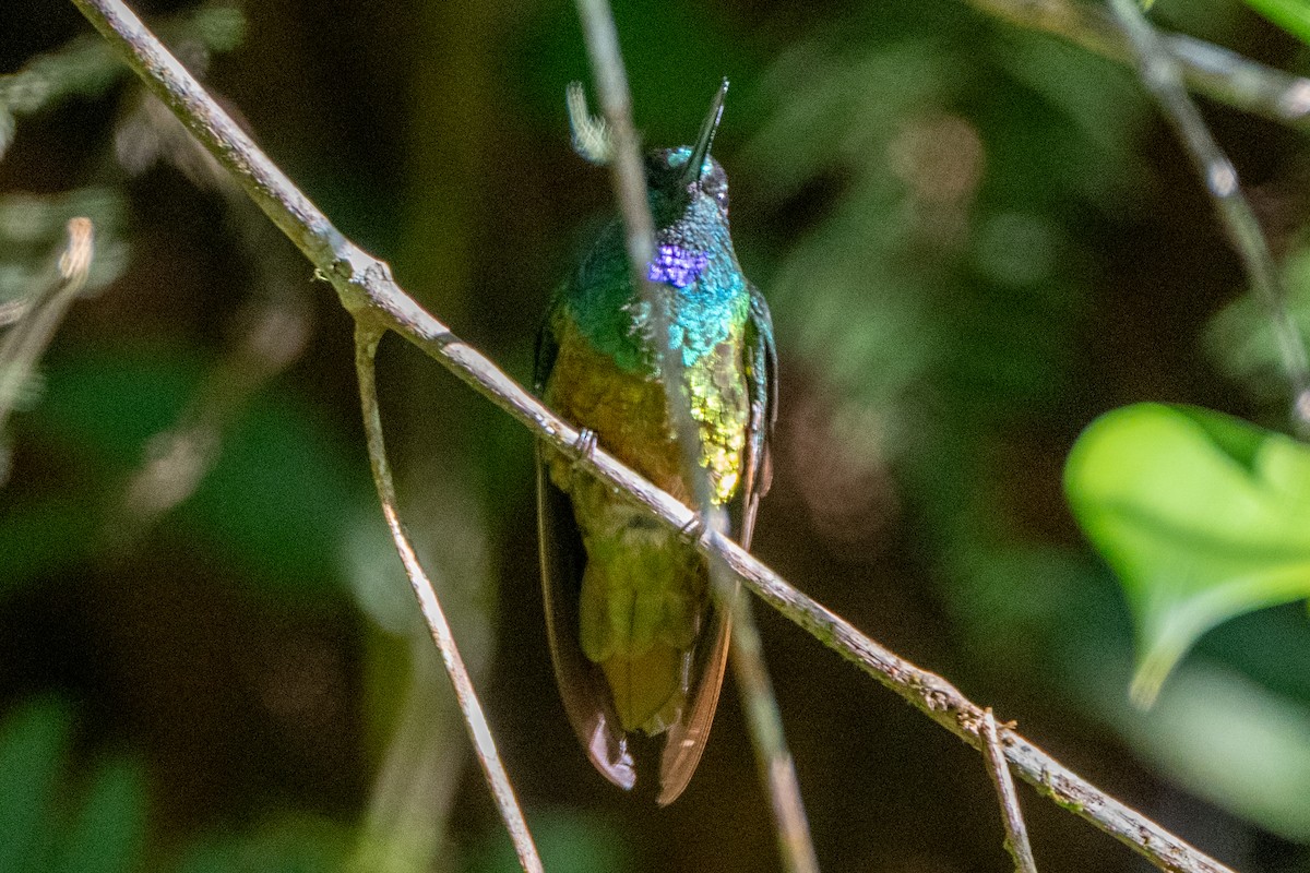 Inca de Bonaparte - ML647130876