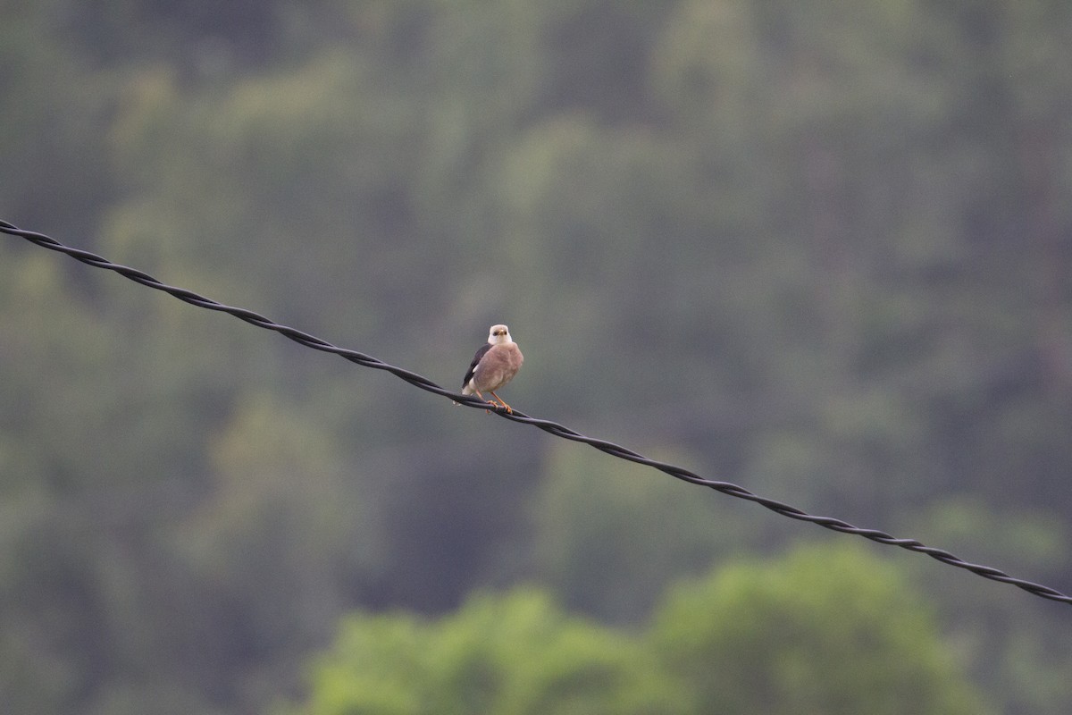 Vinous-breasted Myna - ML647130877