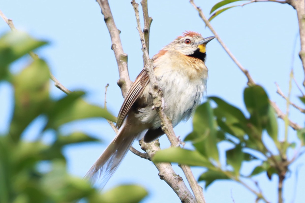Chotoy Spinetail - ML647130879
