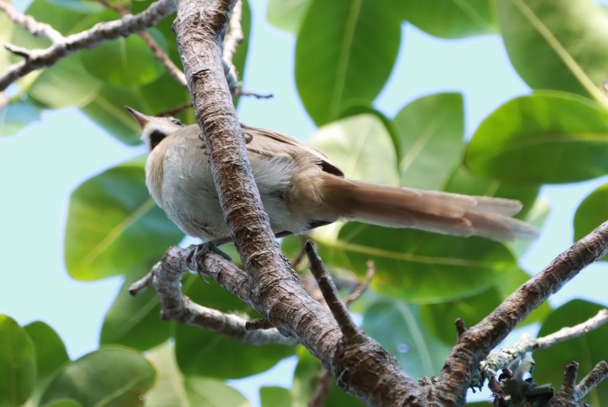 Chotoy Spinetail - ML647130881