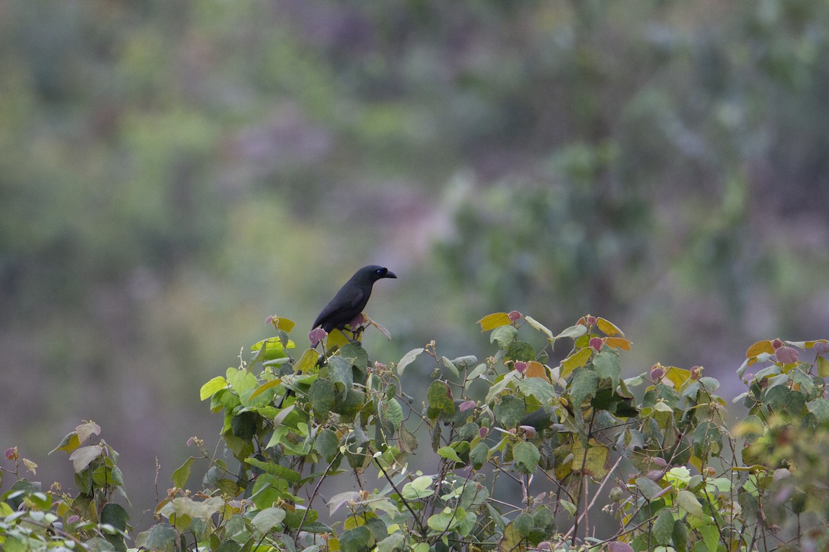 クロラケットオナガ - ML647130885