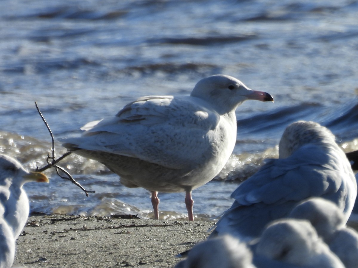 Бургомистр - ML647130888