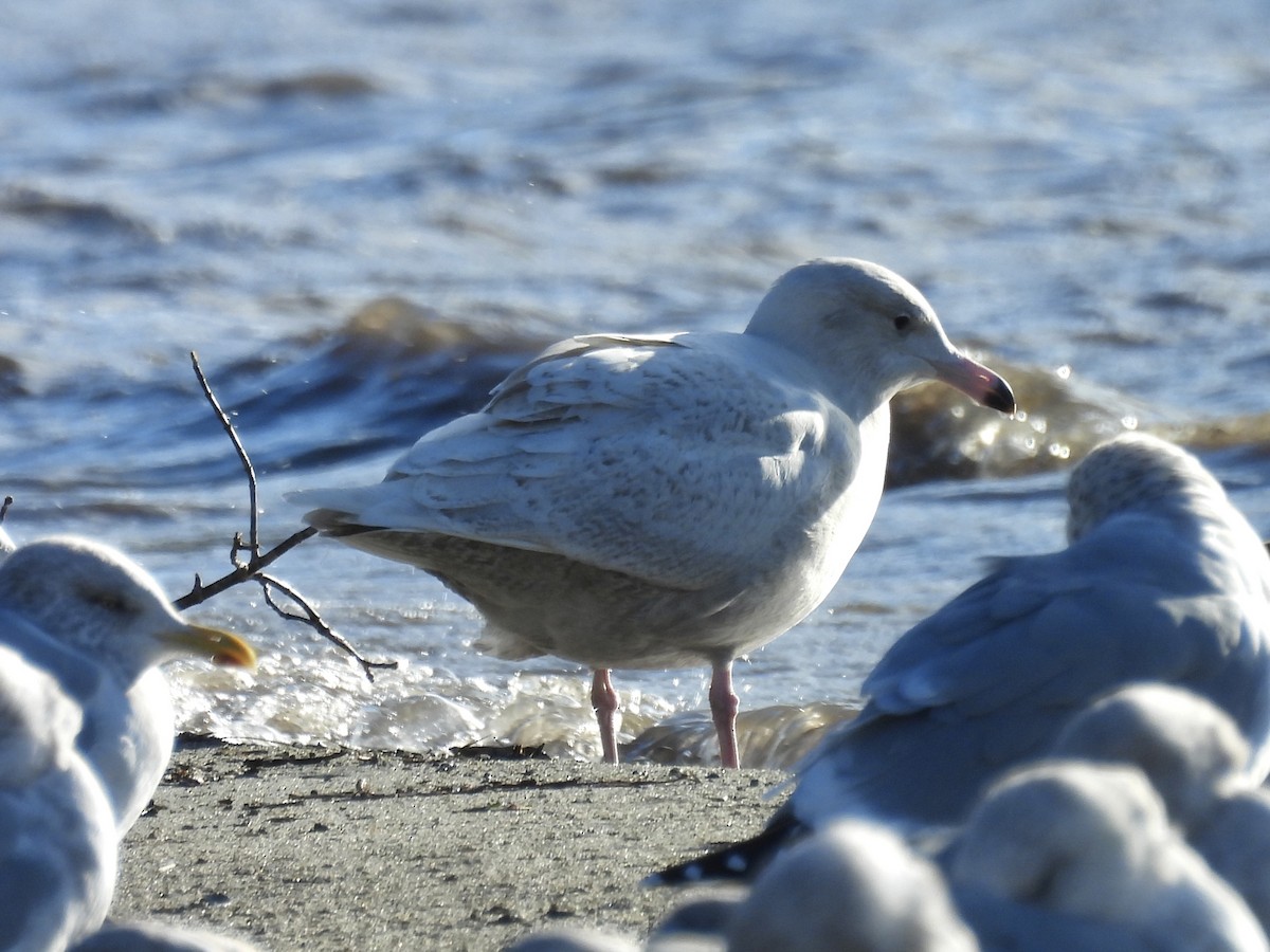 Бургомистр - ML647130889