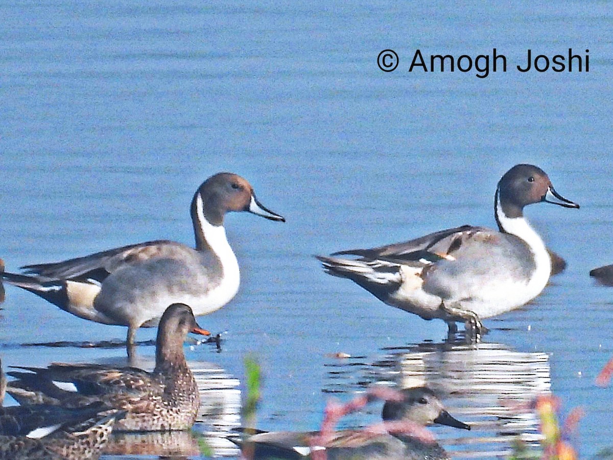 Northern Pintail - ML647130901
