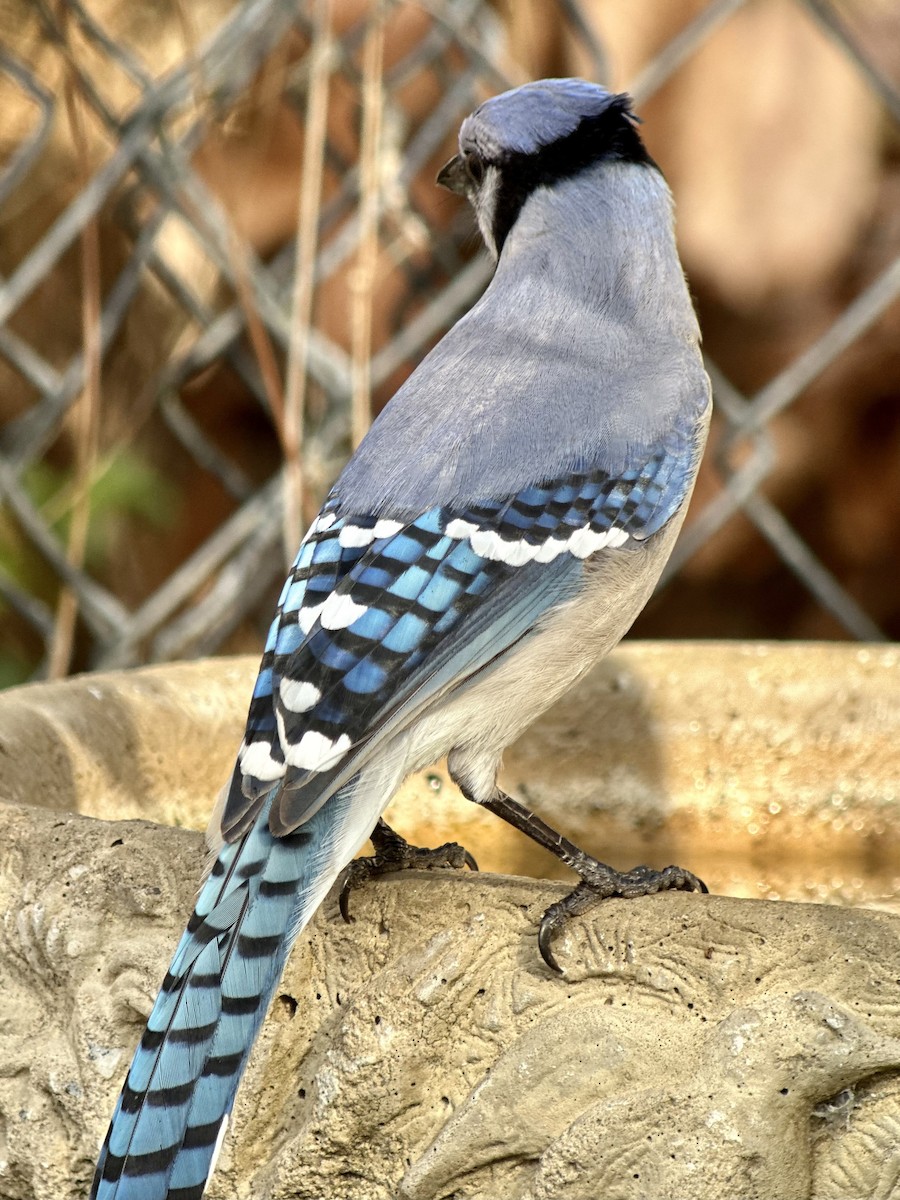 Blue Jay - ML647130903