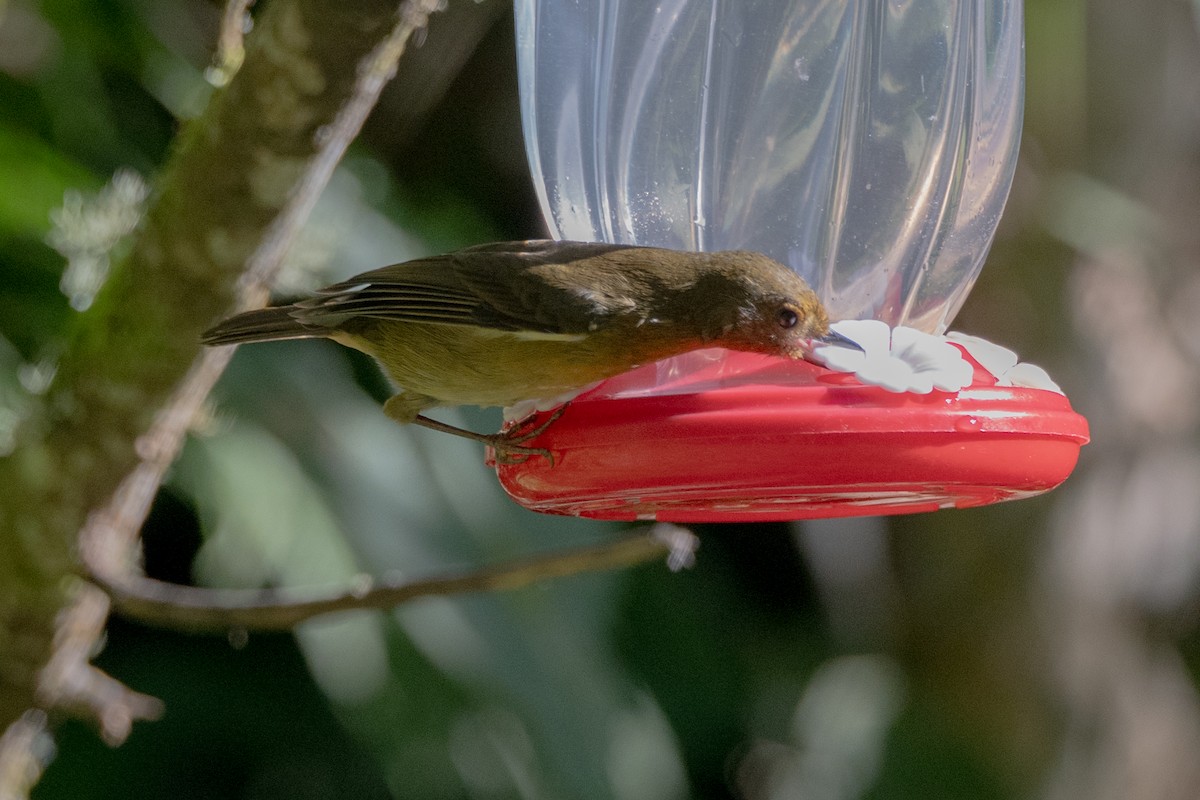 Percefleur à flancs blancs - ML647130908