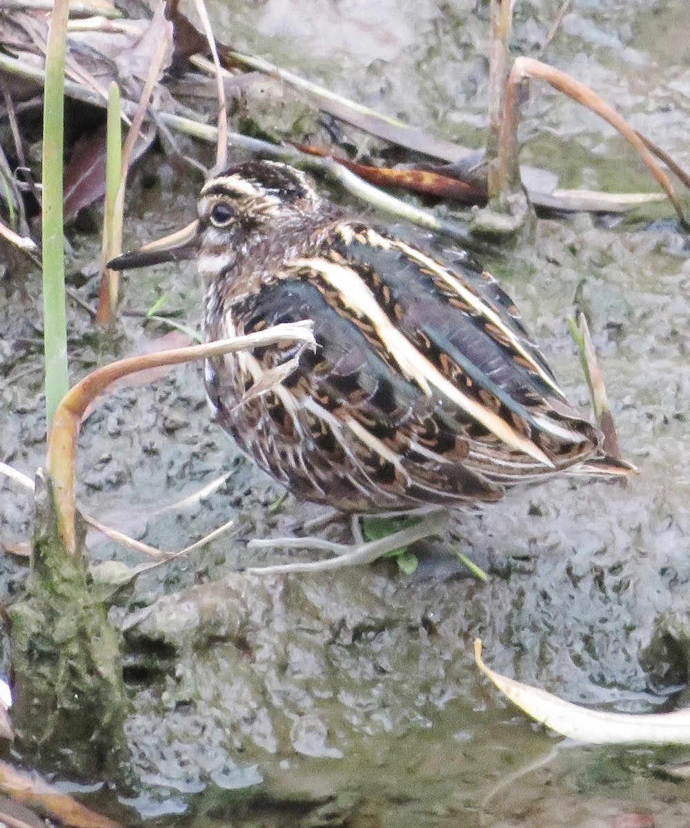 Jack Snipe - ML647130910
