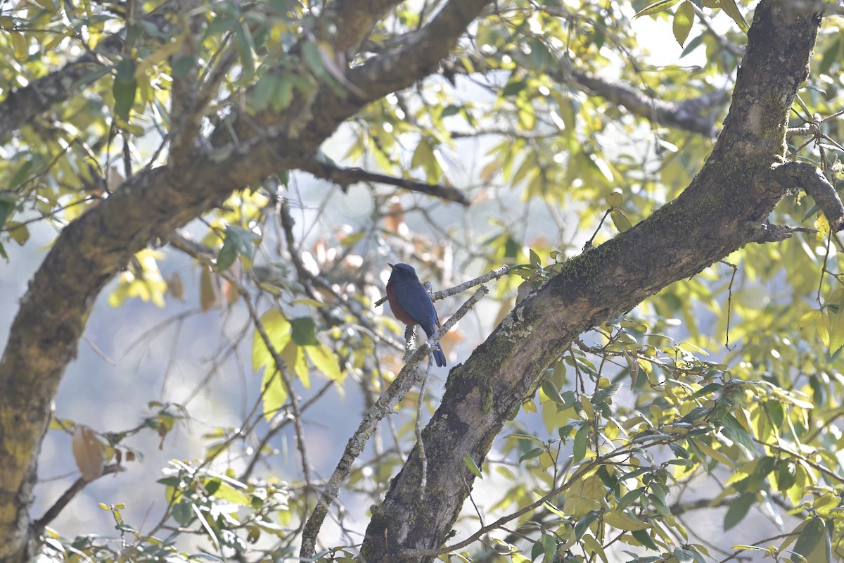 Chestnut-bellied Rock-Thrush - ML647130913