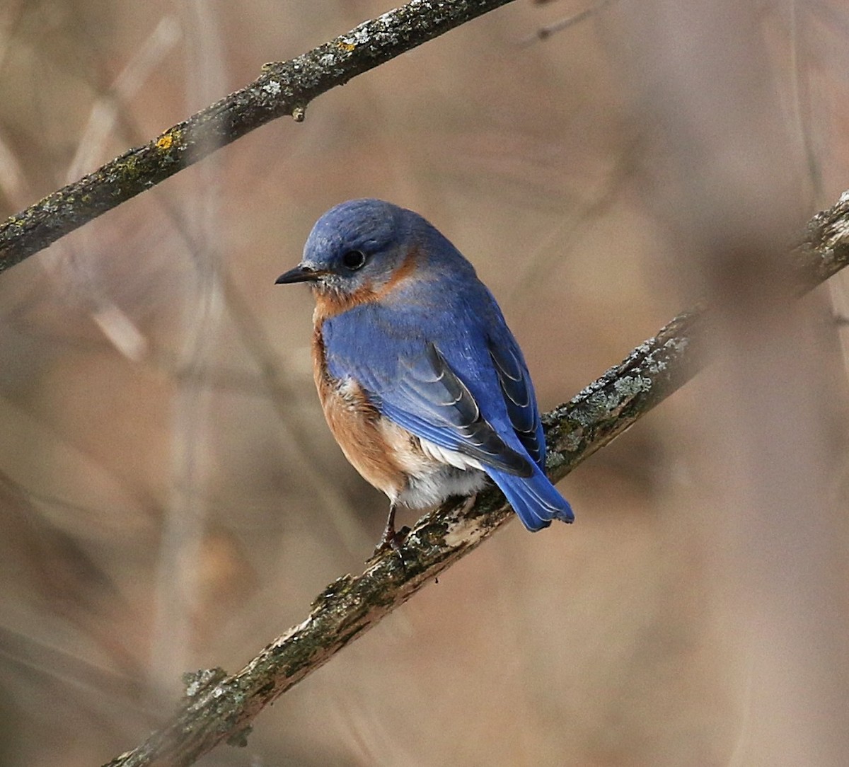 Eastern Bluebird - ML647130915