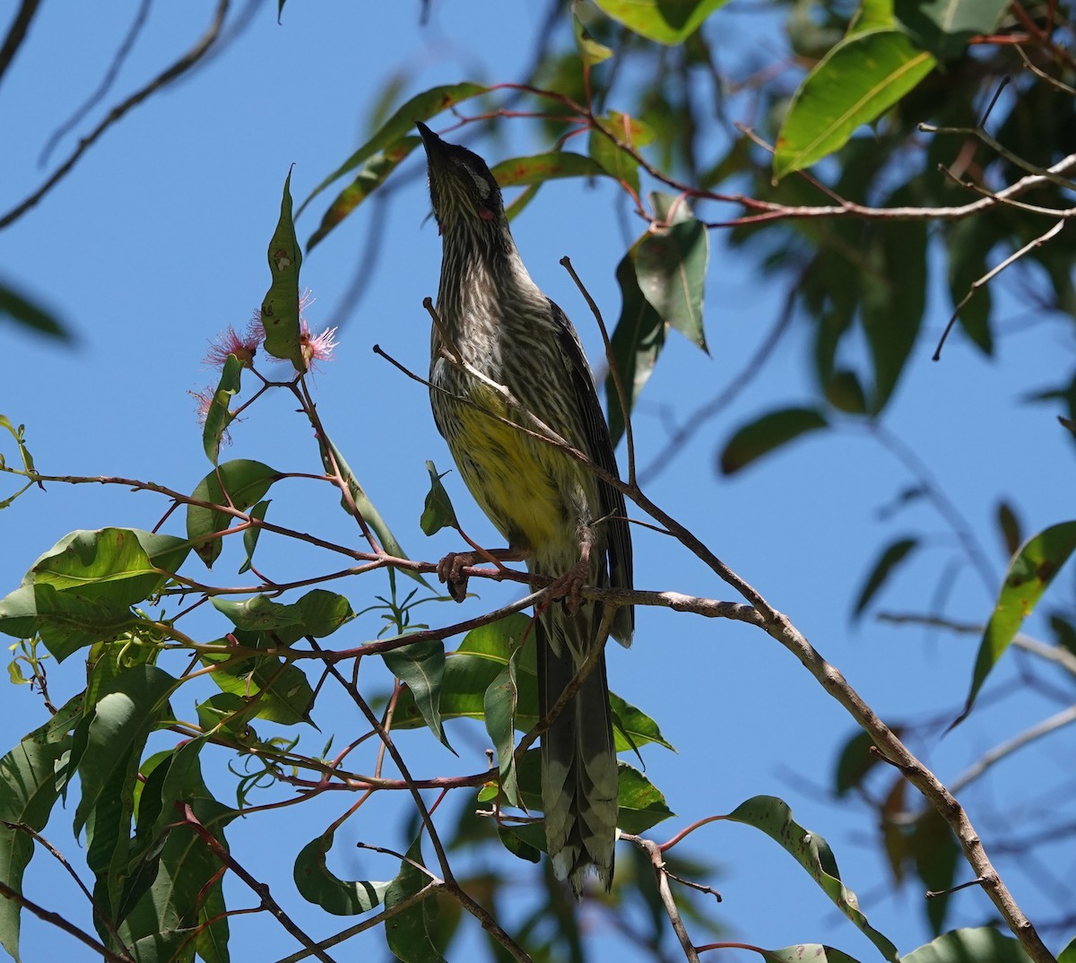 Red Wattlebird - ML647130916