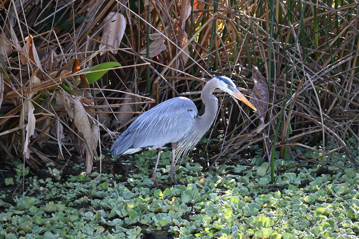 Great Blue Heron - ML647130927