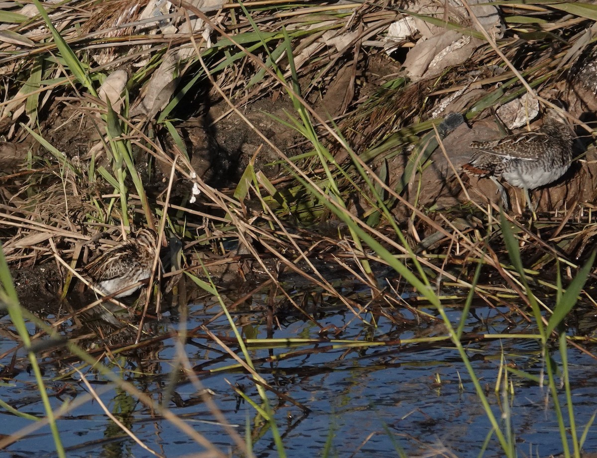 Jack Snipe - ML647130928