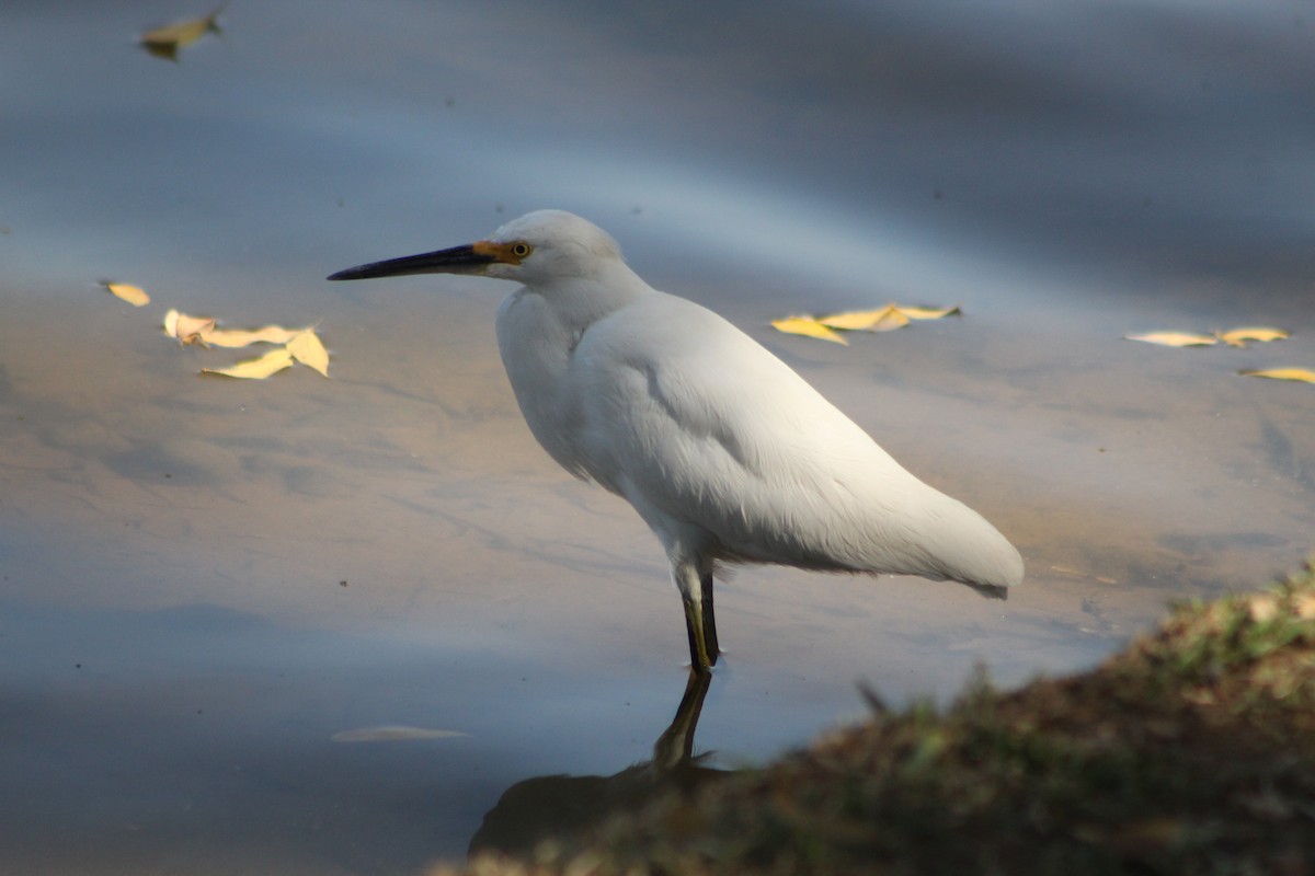 Snowy Egret - ML647130931