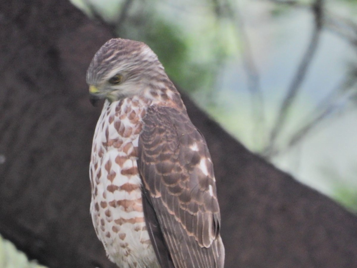 Shikra - ML647130934