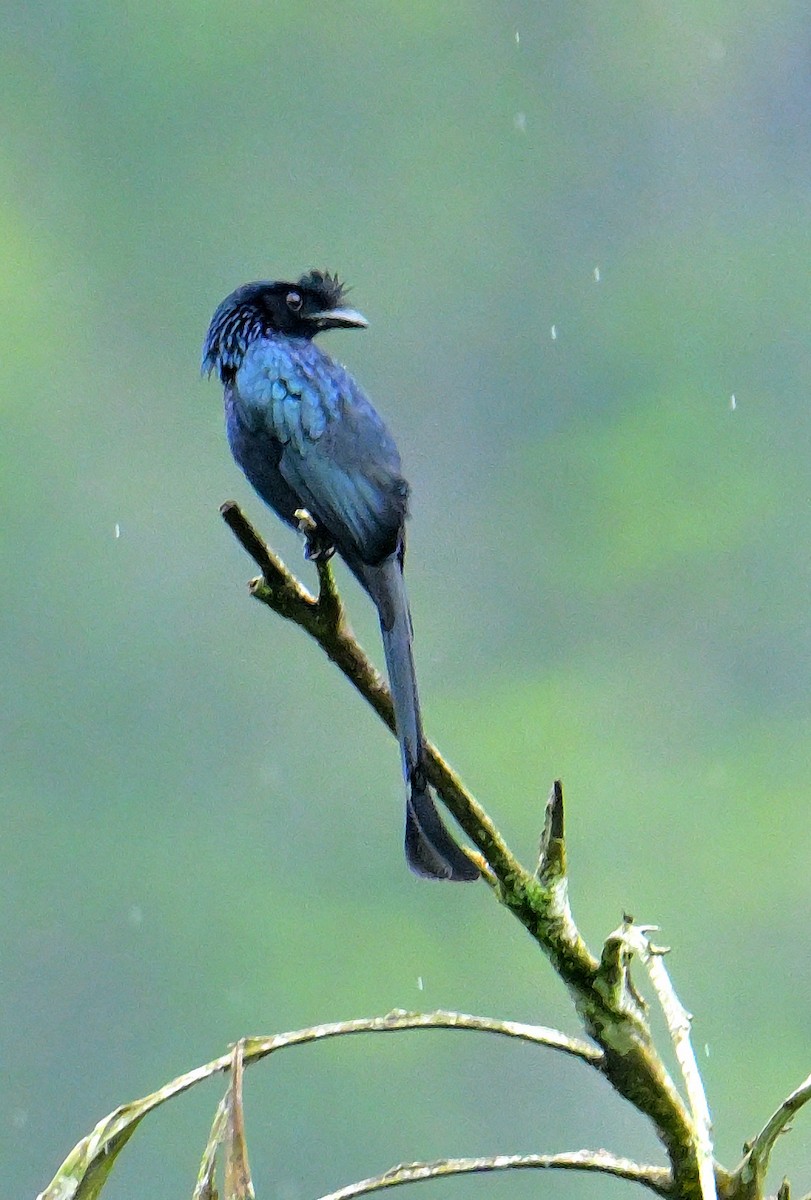 Sri Lanka Drongo - ML647130942