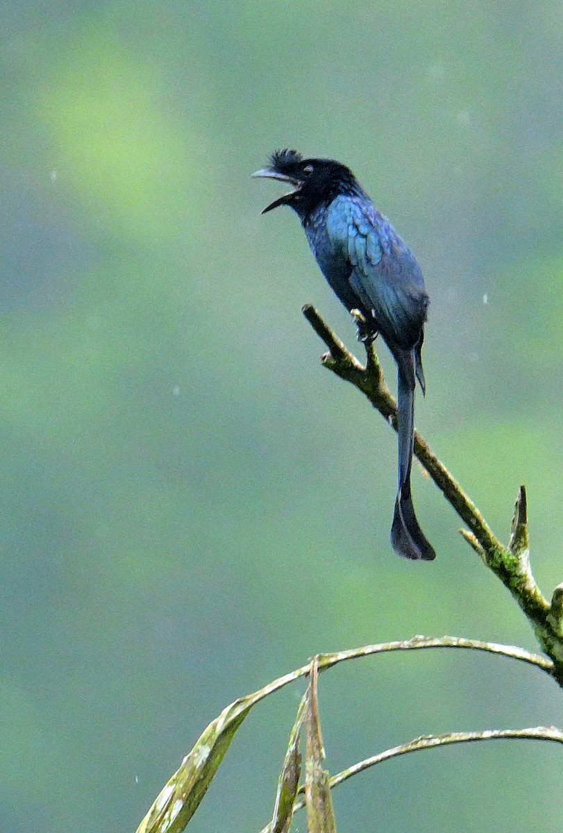 Sri Lanka Drongo - ML647130943