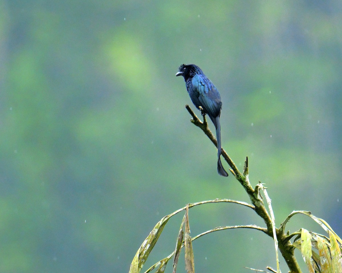Sri Lanka Drongo - ML647130944