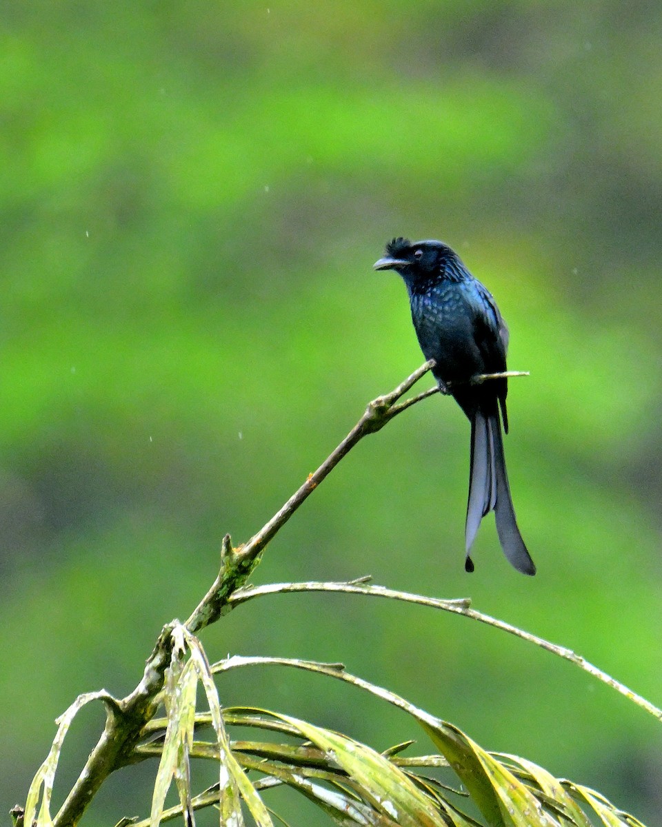 Sri Lanka Drongo - ML647130945