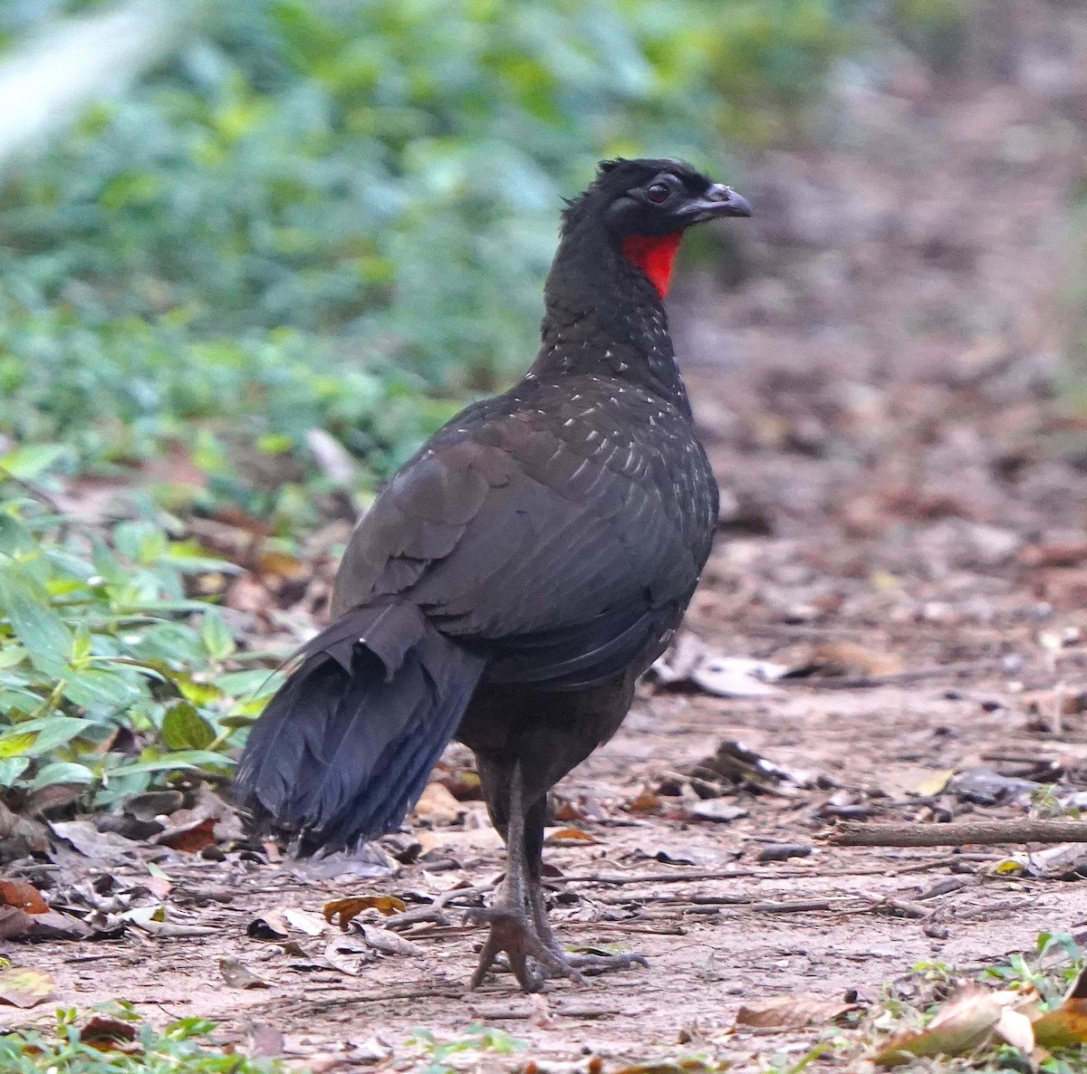 Dusky-legged Guan - ML647130952