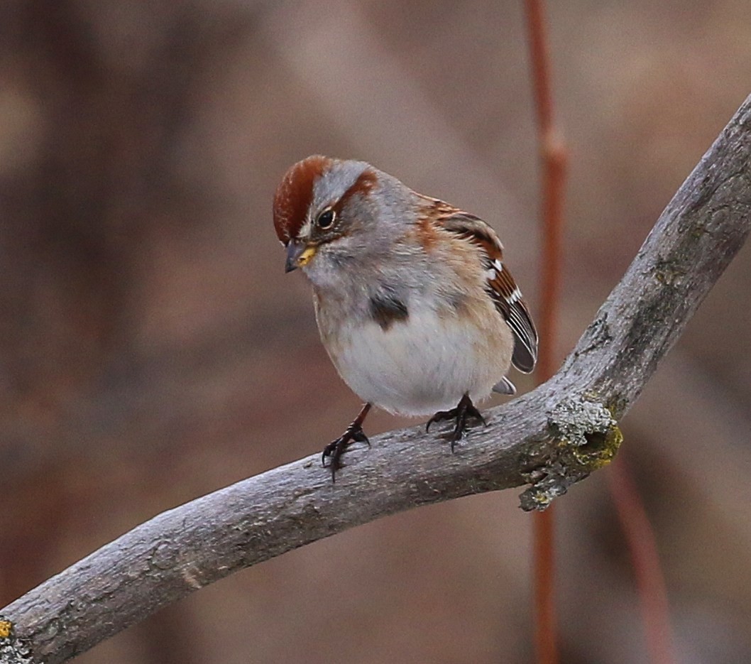 American Tree Sparrow - ML647130954