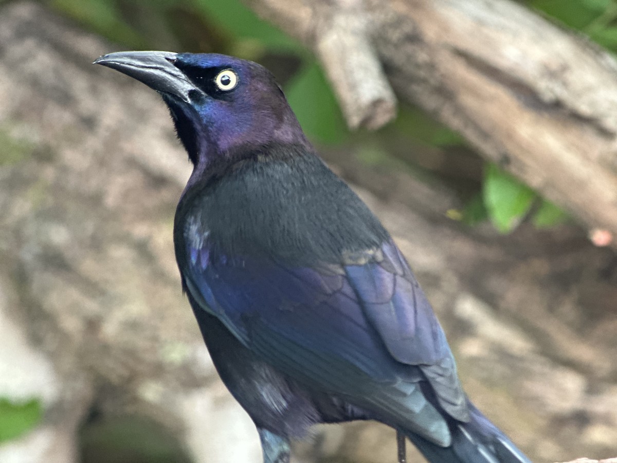 Quiscale bronzé - ML647130955