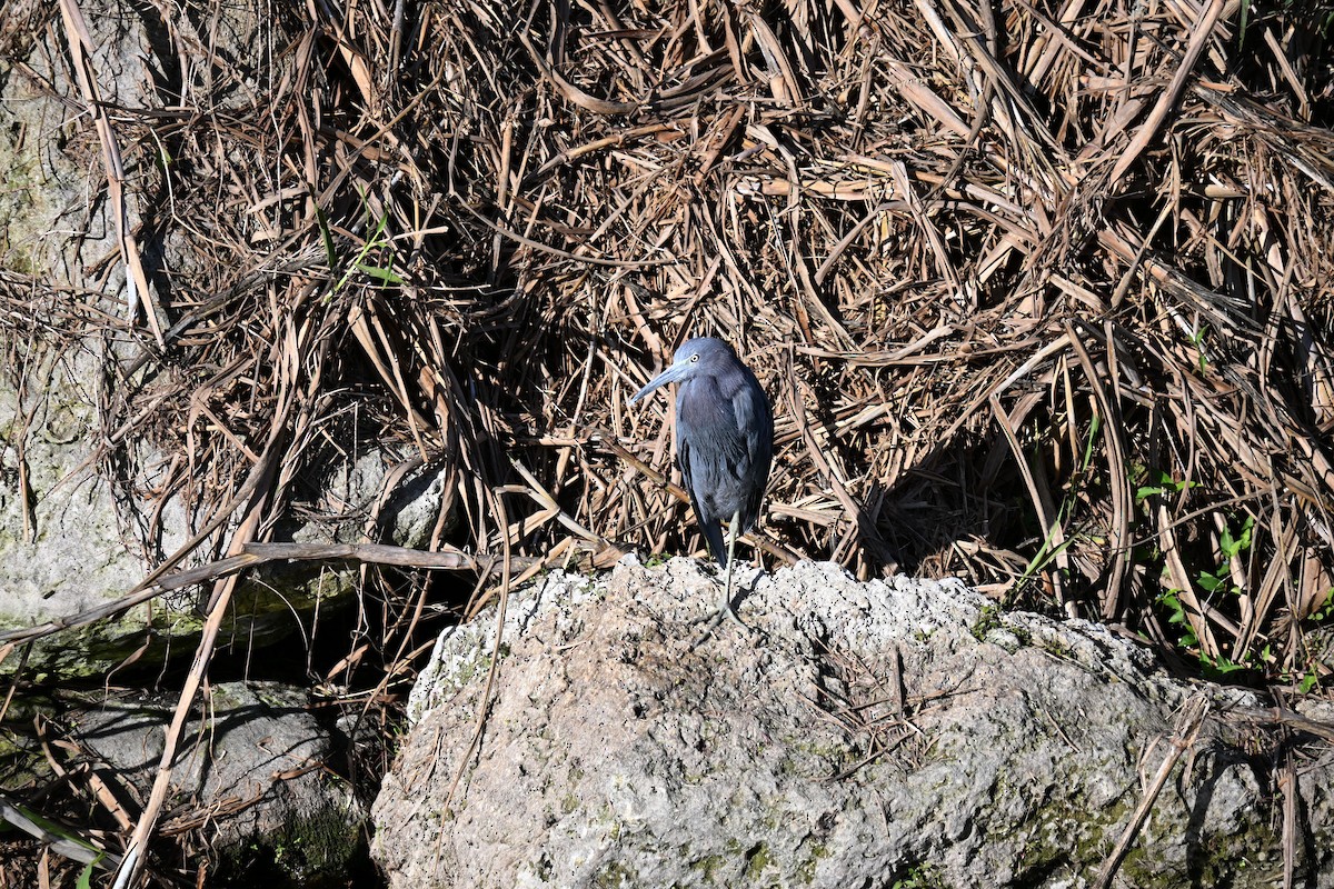 Little Blue Heron - ML647130956