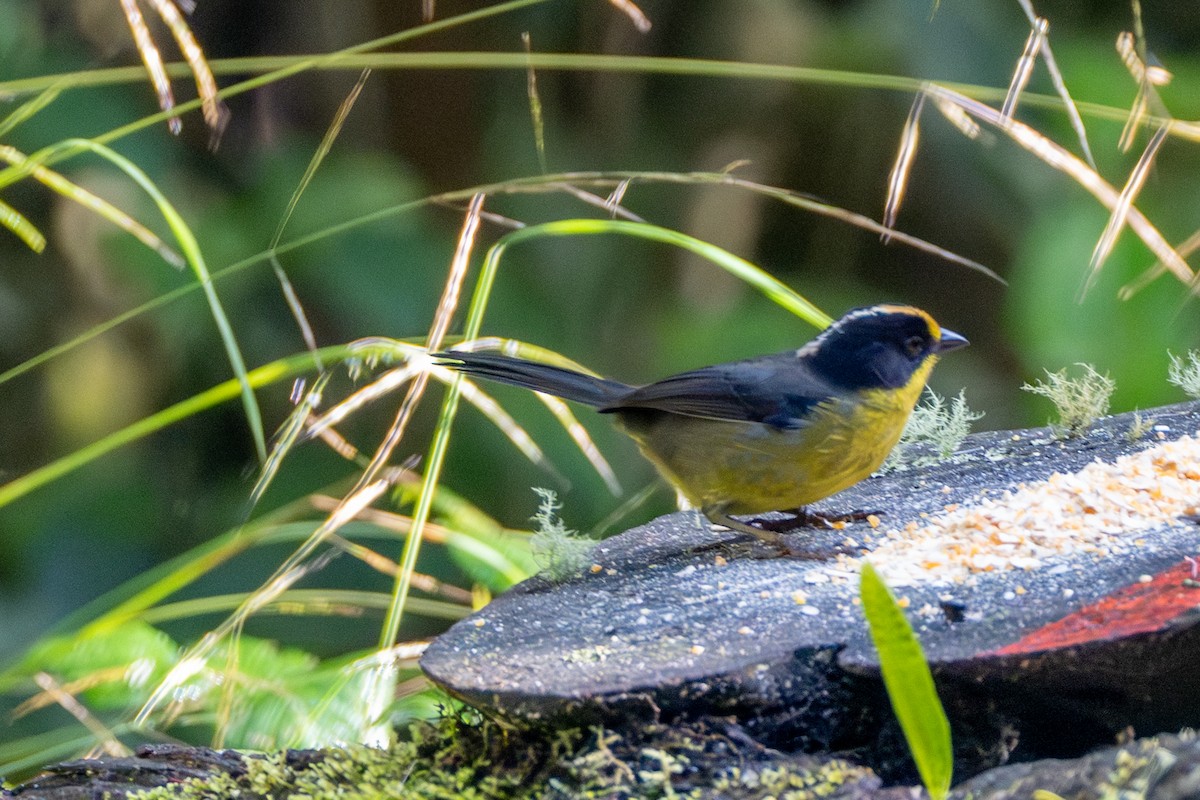 キエリヤブシトド - ML647130960