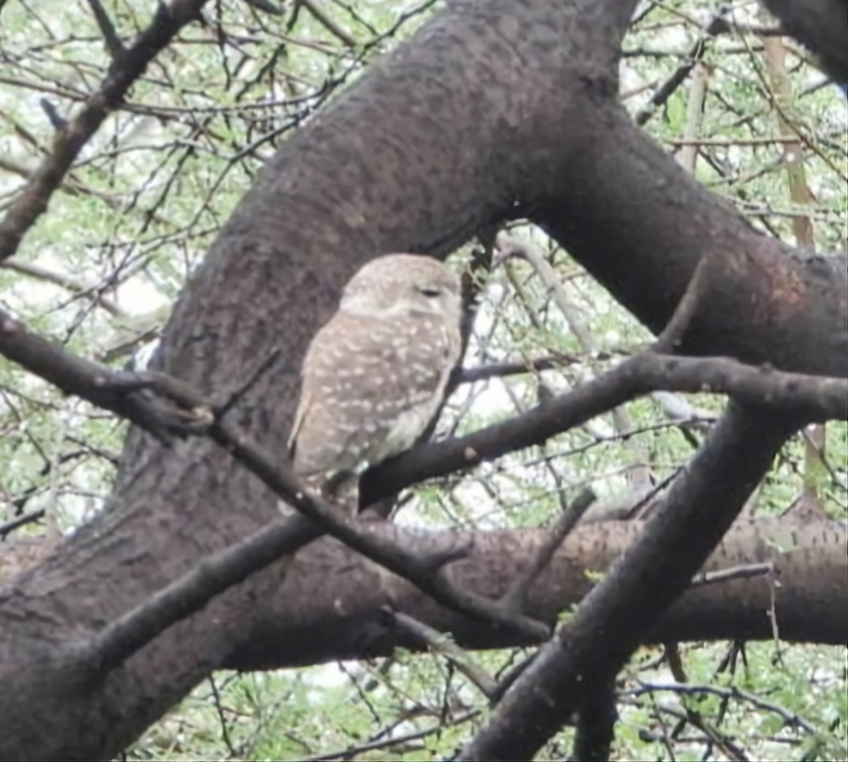 Spotted Owlet - ML647130962