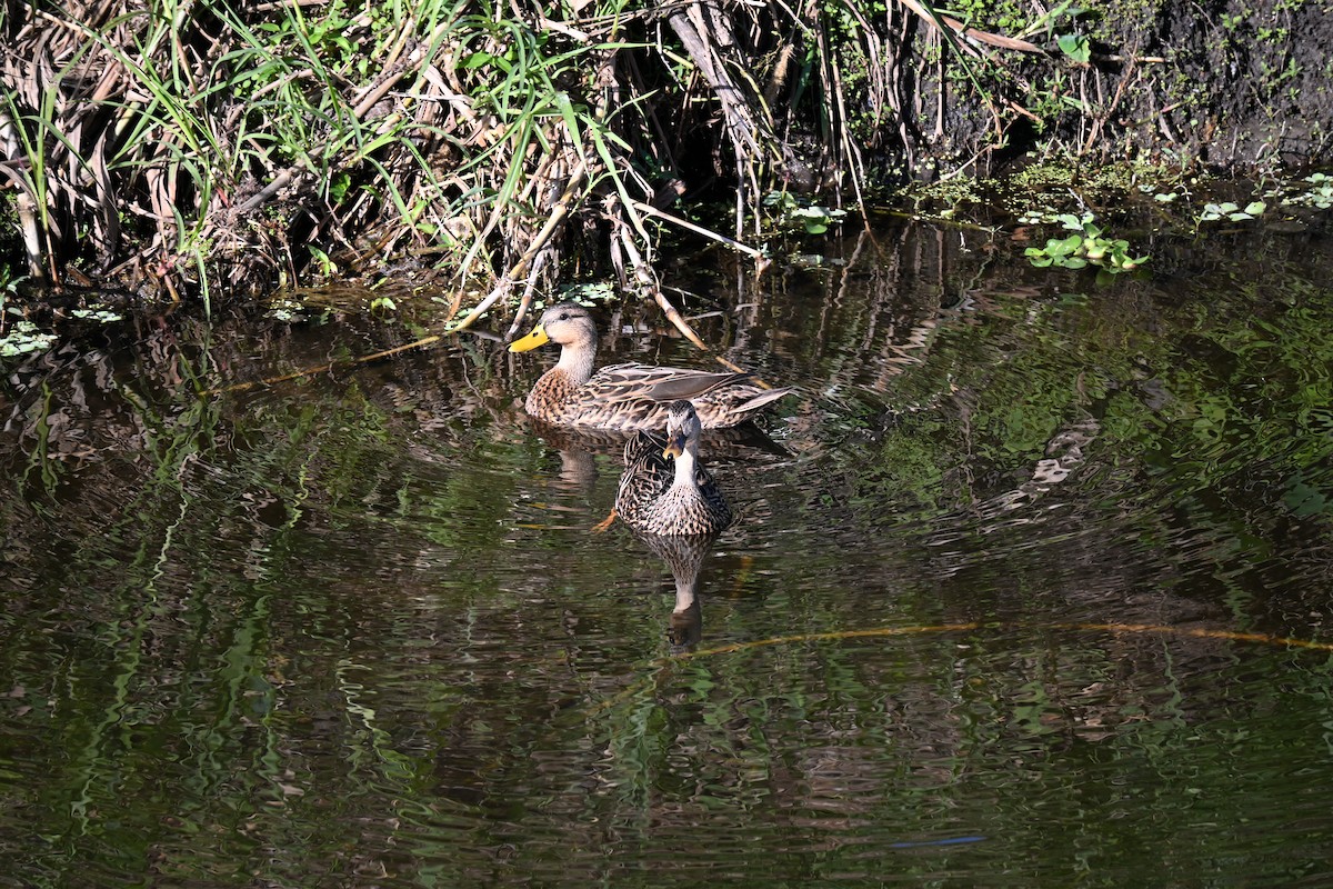 Mottled Duck - ML647130969