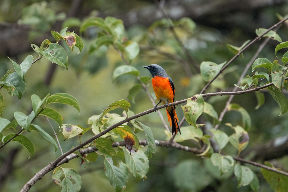 Zwergmennigvogel - ML647130970