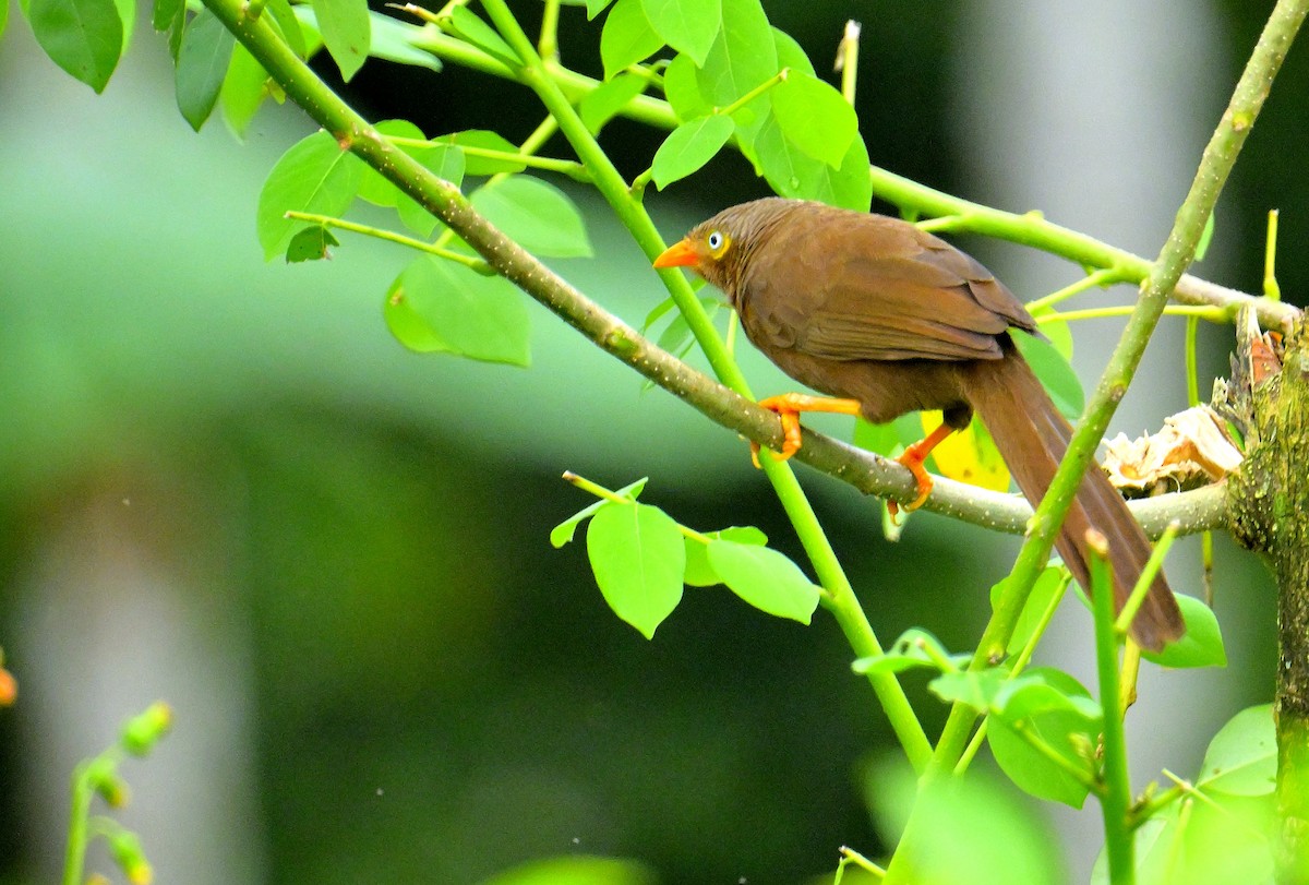 Orange-billed Babbler - ML647130973