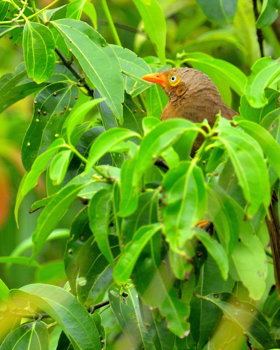 Orange-billed Babbler - ML647130974