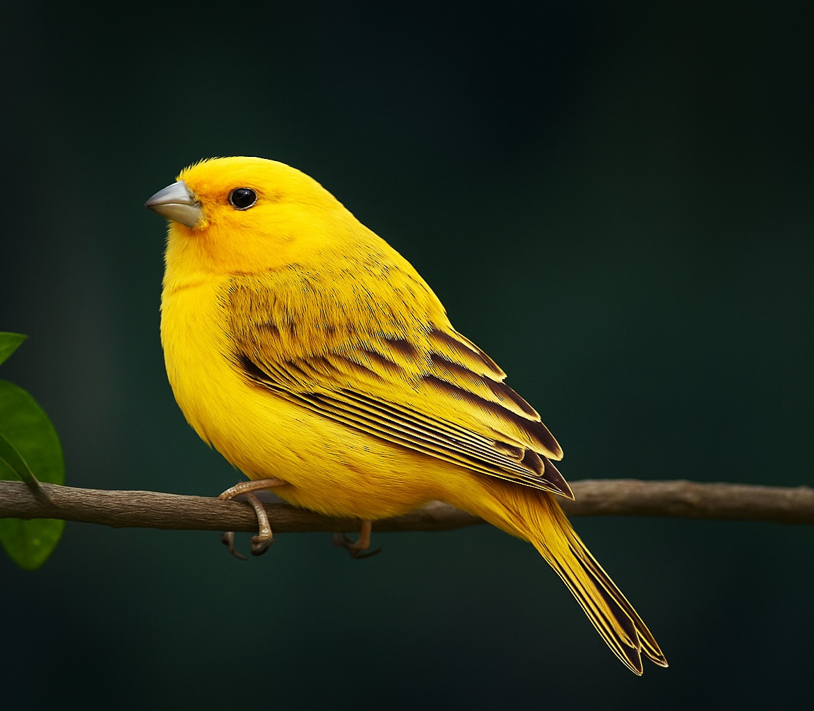 Saffron Finch - ML647130979